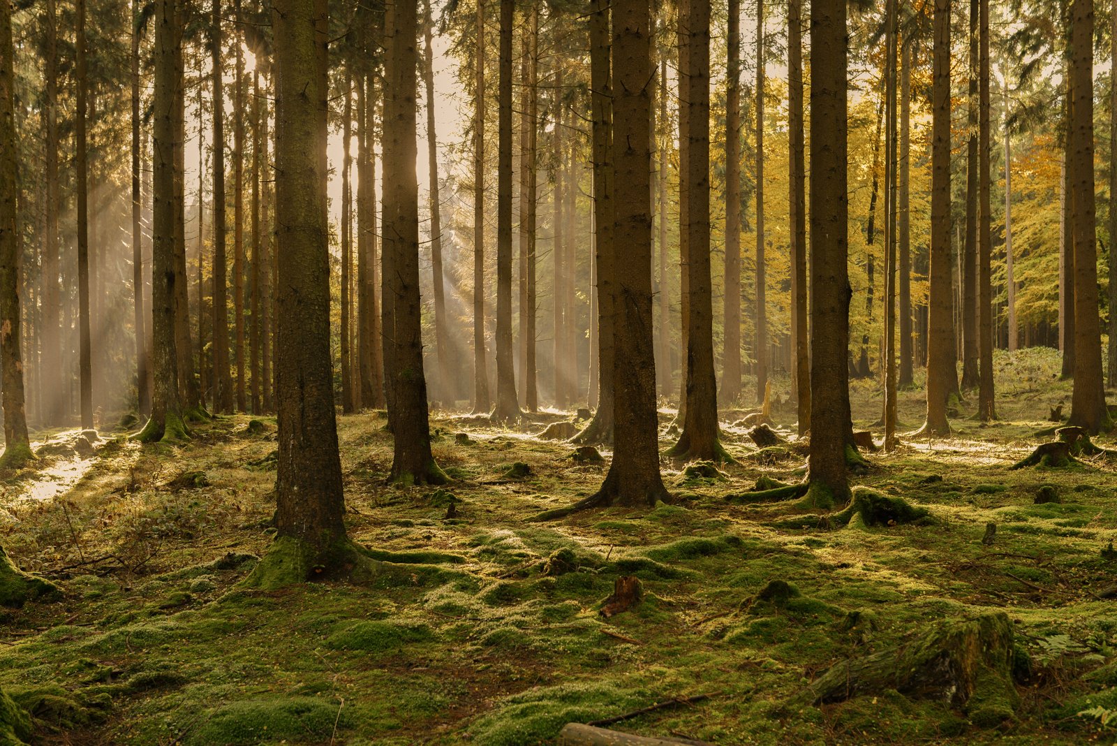 Forest Trail Expedition